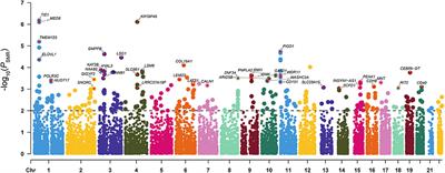 Genetic identification of tissues and cell types underlying attention-deficit/hyperactivity disorder